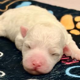 Red boy - White and buff male Bichon Frise puppy in Lavon, Texas from Sissy’s Heavenly Paws
