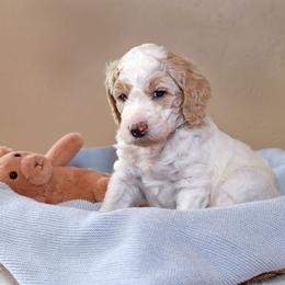 Forest - Parti male Goldendoodle puppy in Idaho Falls, Idaho from High Quality Goldendoodles