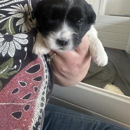 Girl 2 - Black female Coton de Tulear puppy in Vancouver, Washington from Uptown Cotons