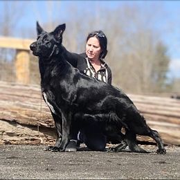 Akasha - German Shepherd