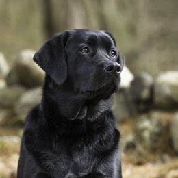 Stella - Labrador Retriever