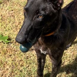 Charley - Silver brindle Dutch Shepherd puppy in Poteau, Oklahoma from Our Shepherds Shepherds L.L.C.