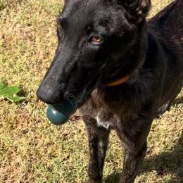 Charley - Silver brindle Dutch Shepherd puppy in Poteau, Oklahoma from Our Shepherds Shepherds L.L.C.