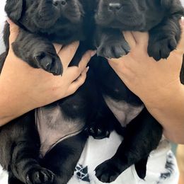 Labrador Retriever Puppies from Liberty Belle Labradors