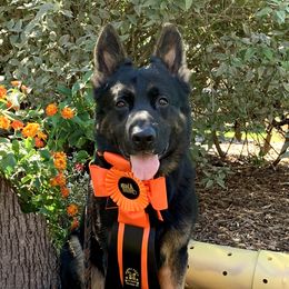BusinessMan - German Shepherd