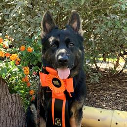 BusinessMan - German Shepherd