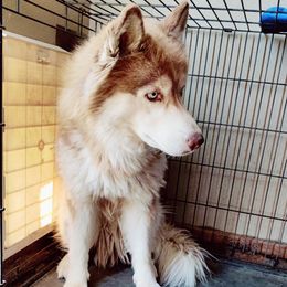 Zander  - Siberian Husky