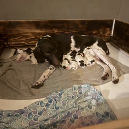 German Shorthaired Pointer Puppies from Oakley’s Shorthairs