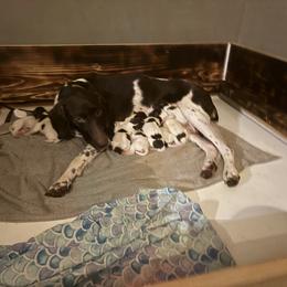 German Shorthaired Pointer Puppies from Oakley’s Shorthairs