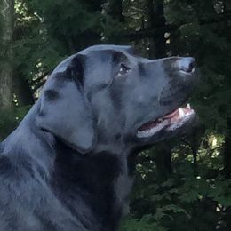 Mara - Labrador Retriever
