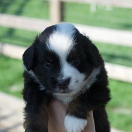 Nemo - Black tri male Miniature American Shepherd puppy in Chocowinity, North Carolina from Foxtail Hollow