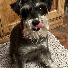 Miniature Schnauzers from Scamper Schnauzers
