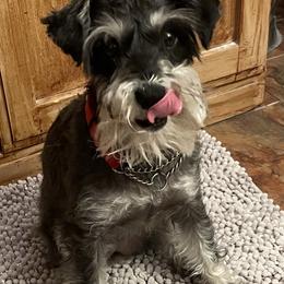 Miniature Schnauzers from Scamper Schnauzers
