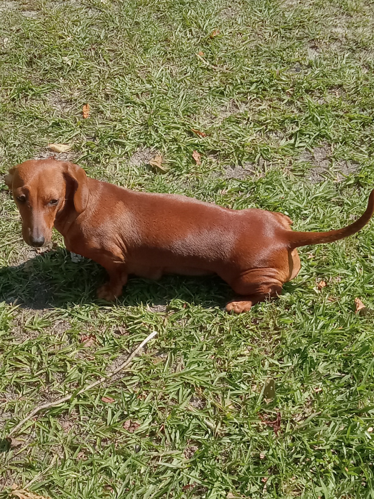 Daisy - Dachshund