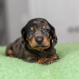 Dachshund Puppies from Beyond the Tail