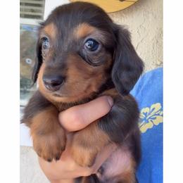 Tom - Blue and tan male Dachshund puppy in Bakersfield, California from KC Doxies