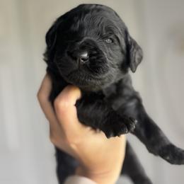 Twix - Black female Goldendoodle puppy in Waterford, California from Alvdoodles