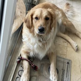 leia - Golden Retriever