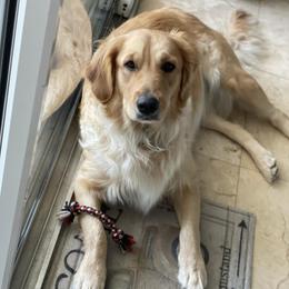 leia - Golden Retriever