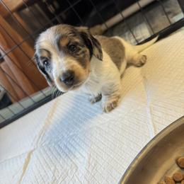 Dachshund Puppies from L&L Dachshunds