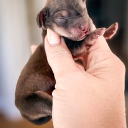 Ramen - Sable male Dachshund puppy in Bremen, Georgia from Doodles & Doxies