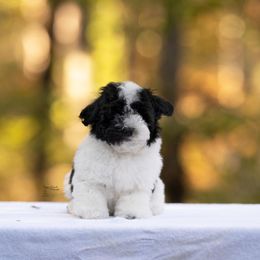 Boy 3 - Black and white Havanese puppy in Atlanta, Georgia from Endearing Havanese