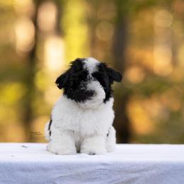 Boy 3 - Black and white Havanese puppy in Atlanta, Georgia from Endearing Havanese