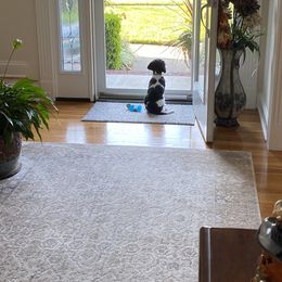 Cavalier King Charles Spaniel Puppies from Cassie’s Cavaliers