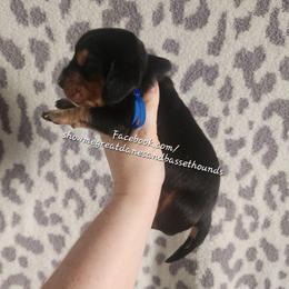 Blue collar - Black tan and white male Basset Hound puppy in Alton, Illinois from Show Me Great Danes and Basset Hounds