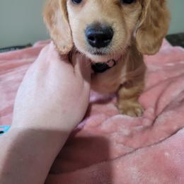 Sunny - Cream female Dachshund puppy in Round Lake Beach, Illinois from Doxie Dynasty