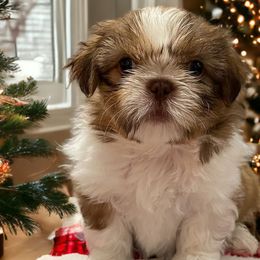 Bob - Liver and white Shih Tzu puppy in California from Jessica Diangson's Shih Tzus