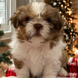 Bob - Liver and white Shih Tzu puppy in California from Jessica Diangson's Shih Tzus