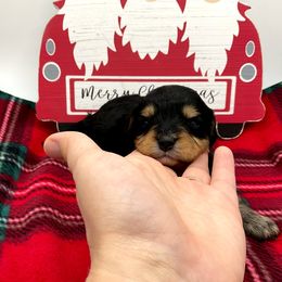 Cavapoo Puppies from Sharices Cavapoos
