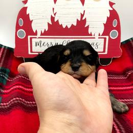 Cavapoo Puppies from Sharices Cavapoos