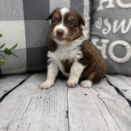 Miniature Australian Shepherd Puppies from B my Sunshines Mini Aussies