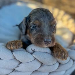 Popcorn - Blue merle female Bernedoodle puppy in Rose Hill, North Carolina from Red Door Canines