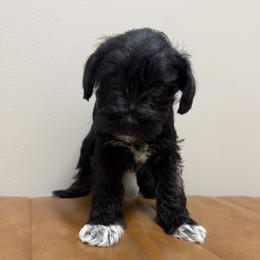 Girl 3 - Black female Miniature Schnauzer puppy in Charlotte, North Carolina from Marley’s Babies