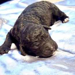 Lady - Chocolate female Goldendoodle puppy in Cross, South Carolina from DoodleDandy & Danes