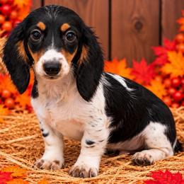 Rumor - Piebald female Dachshund puppy in Industry, Illinois from KDKs Kennels