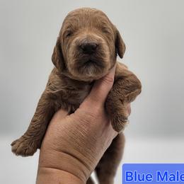 Blue Male - Red  male Goldendoodle puppy in Mocksville, North Carolina from Hunting Creek Farm & Kennel