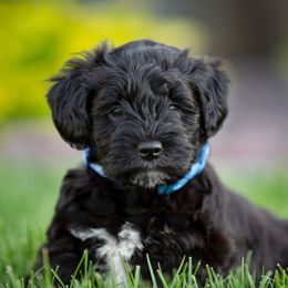 Miniature Schnauzer Puppies from Star Schnauzers