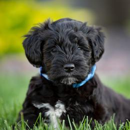 Miniature Schnauzer Puppies from Star Schnauzers