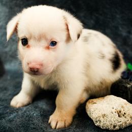 American Corgi, Cardigan Welsh Corgi, and Pembroke Welsh Corgi Puppies from Cal Beach Corgis
