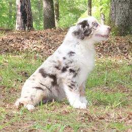 Cinder - Red merle female Australian Shepherd puppy in Macon, Georgia from Shaina’s Shepherds
