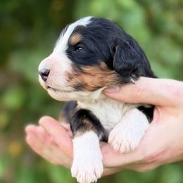 Summit - Tri-color male Bernedoodle puppy in Glendale, Arizona from Arizona Bernedoodles