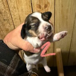 Girl 2 - Piebald female Dachshund puppy in Paisley, Florida from Pantheon Dachshunds