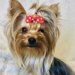 Yorkshire Terrier puppies from Niko Terriers