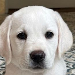 Girl 4 - Yellow Labrador Retriever puppy in Hutto, Texas from Texas Bluebonnet Labs