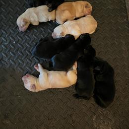 Boy 1 - male Labrador Retriever puppy in Moores Hill, Indiana from On Point Labradors