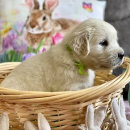Golden Retriever Puppies from Southern Paws, LLC